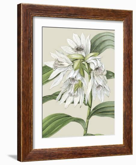 Orchid Blooms III-Vision Studio-Framed Art Print