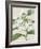 Orchid Blooms III-Vision Studio-Framed Art Print