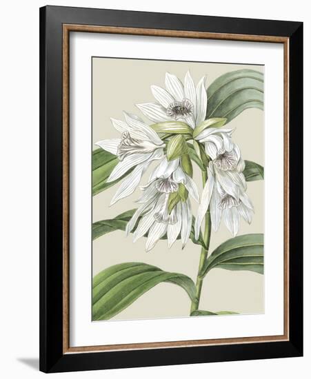 Orchid Blooms III-Vision Studio-Framed Art Print