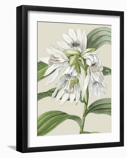 Orchid Blooms III-Vision Studio-Framed Art Print