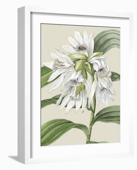 Orchid Blooms III-Vision Studio-Framed Art Print