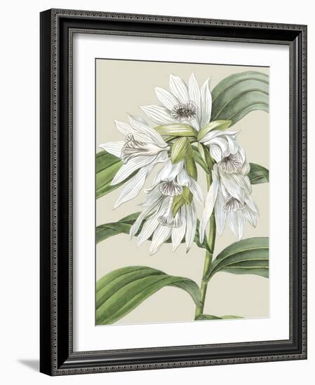 Orchid Blooms III-Vision Studio-Framed Art Print