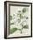 Orchid Blooms III-Vision Studio-Framed Art Print