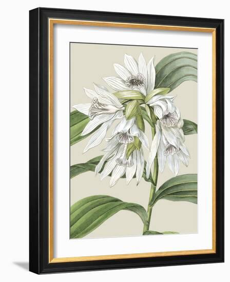 Orchid Blooms III-Vision Studio-Framed Art Print