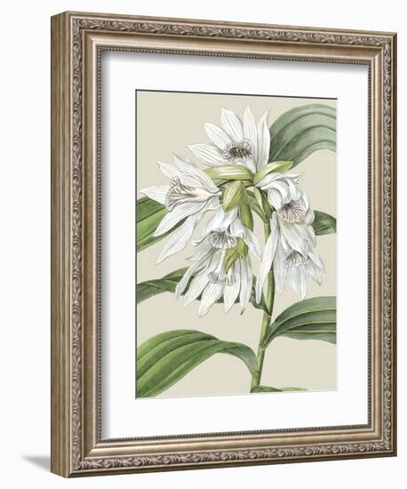 Orchid Blooms III-Vision Studio-Framed Art Print