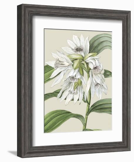 Orchid Blooms III-Vision Studio-Framed Art Print