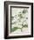 Orchid Blooms III-Vision Studio-Framed Art Print