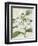 Orchid Blooms III-Vision Studio-Framed Art Print