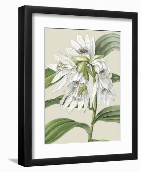 Orchid Blooms III-Vision Studio-Framed Art Print