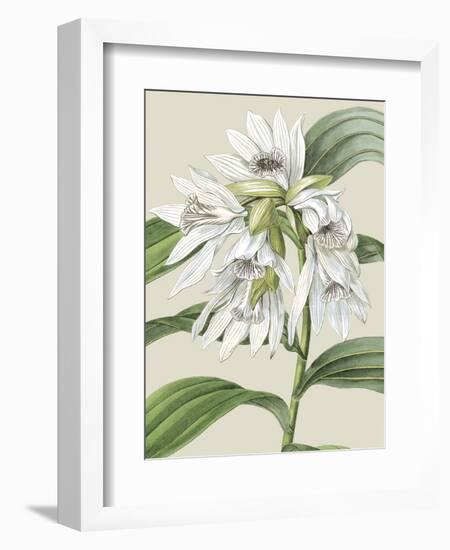 Orchid Blooms III-Vision Studio-Framed Art Print