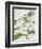 Orchid Blooms III-Vision Studio-Framed Art Print