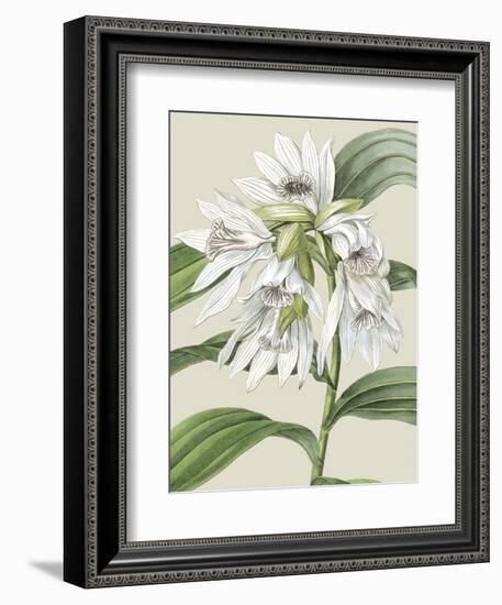 Orchid Blooms III-Vision Studio-Framed Art Print