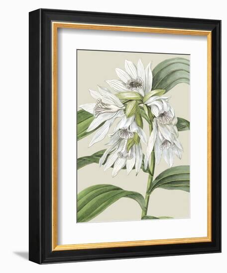 Orchid Blooms III-Vision Studio-Framed Art Print