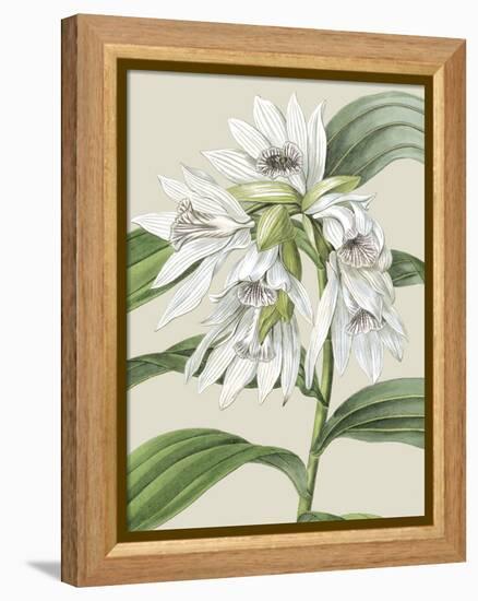 Orchid Blooms III-Vision Studio-Framed Stretched Canvas