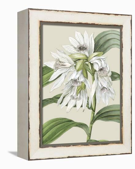 Orchid Blooms III-Vision Studio-Framed Stretched Canvas
