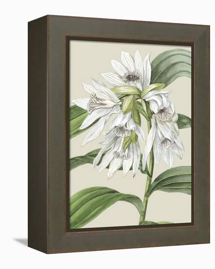 Orchid Blooms III-Vision Studio-Framed Stretched Canvas