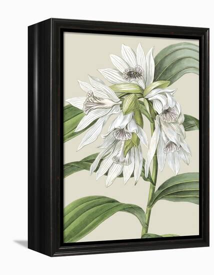 Orchid Blooms III-Vision Studio-Framed Stretched Canvas