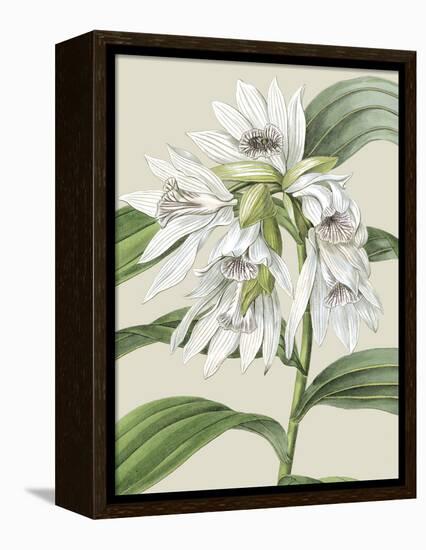 Orchid Blooms III-Vision Studio-Framed Stretched Canvas