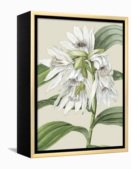 Orchid Blooms III-Vision Studio-Framed Stretched Canvas