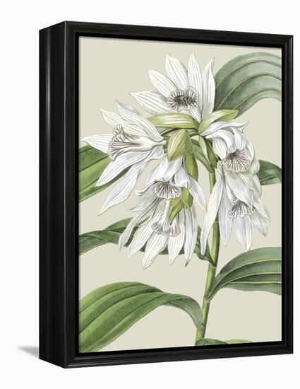 Orchid Blooms III-Vision Studio-Framed Stretched Canvas