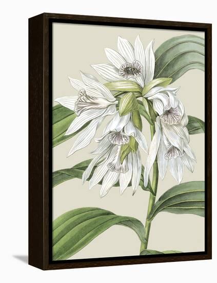 Orchid Blooms III-Vision Studio-Framed Stretched Canvas