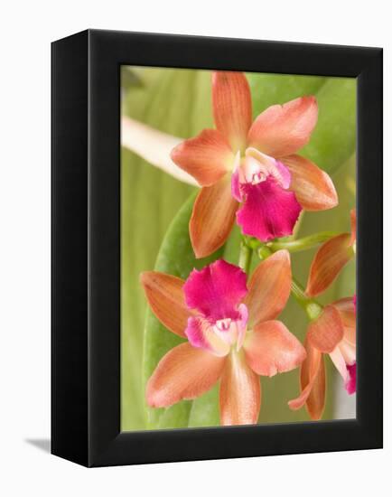 Orchid Blooms in the Spring, Thailand-Gavriel Jecan-Framed Premier Image Canvas