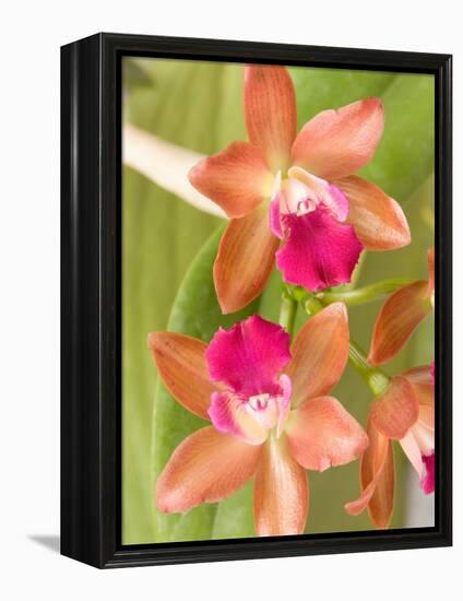 Orchid Blooms in the Spring, Thailand-Gavriel Jecan-Framed Premier Image Canvas