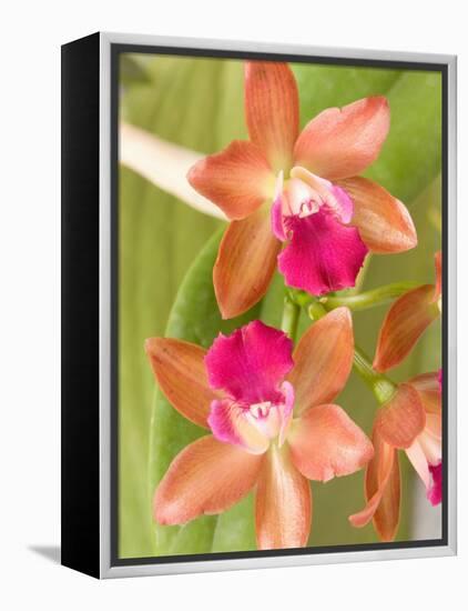 Orchid Blooms in the Spring, Thailand-Gavriel Jecan-Framed Premier Image Canvas