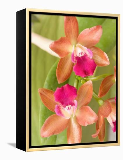 Orchid Blooms in the Spring, Thailand-Gavriel Jecan-Framed Premier Image Canvas