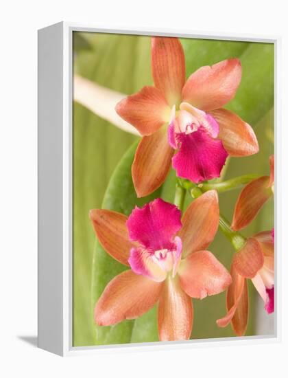 Orchid Blooms in the Spring, Thailand-Gavriel Jecan-Framed Premier Image Canvas