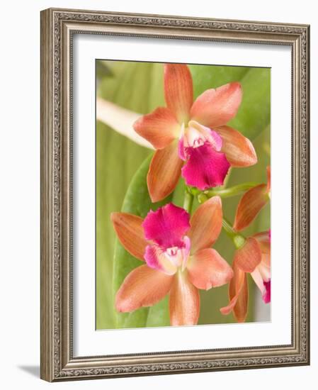 Orchid Blooms in the Spring, Thailand-Gavriel Jecan-Framed Photographic Print