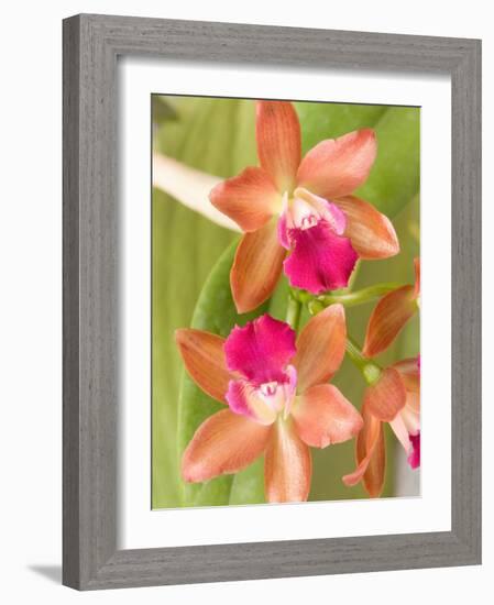 Orchid Blooms in the Spring, Thailand-Gavriel Jecan-Framed Photographic Print