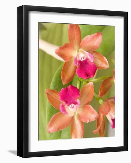 Orchid Blooms in the Spring, Thailand-Gavriel Jecan-Framed Photographic Print