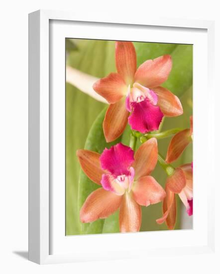 Orchid Blooms in the Spring, Thailand-Gavriel Jecan-Framed Photographic Print