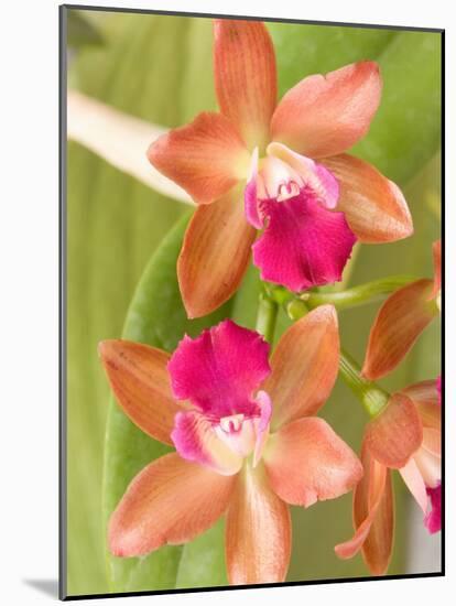 Orchid Blooms in the Spring, Thailand-Gavriel Jecan-Mounted Photographic Print