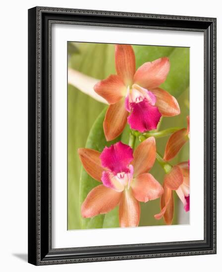 Orchid Blooms in the Spring, Thailand-Gavriel Jecan-Framed Photographic Print