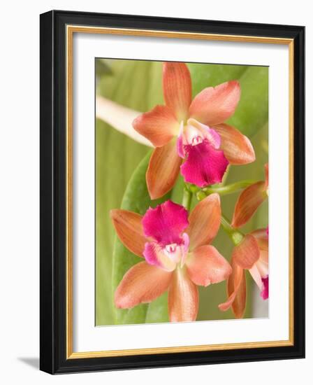 Orchid Blooms in the Spring, Thailand-Gavriel Jecan-Framed Photographic Print