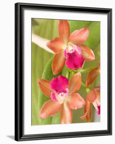 Orchid Blooms in the Spring, Thailand-Gavriel Jecan-Framed Photographic Print