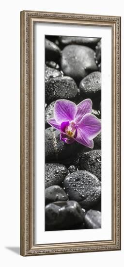 Orchid Blossom on Black Stones-Uwe Merkel-Framed Photographic Print