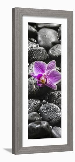 Orchid Blossom on Black Stones-Uwe Merkel-Framed Photographic Print