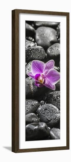 Orchid Blossom on Black Stones-Uwe Merkel-Framed Photographic Print