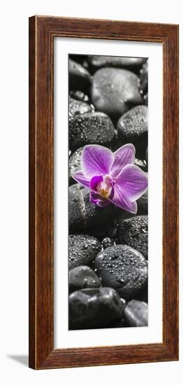 Orchid Blossom on Black Stones-Uwe Merkel-Framed Photographic Print