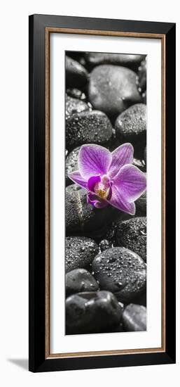 Orchid Blossom on Black Stones-Uwe Merkel-Framed Photographic Print