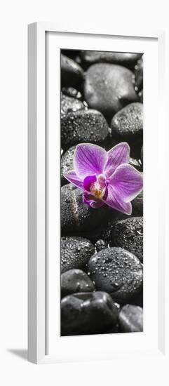 Orchid Blossom on Black Stones-Uwe Merkel-Framed Photographic Print