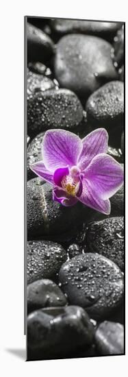 Orchid Blossom on Black Stones-Uwe Merkel-Mounted Photographic Print