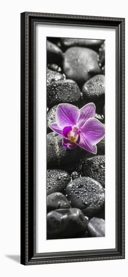 Orchid Blossom on Black Stones-Uwe Merkel-Framed Photographic Print