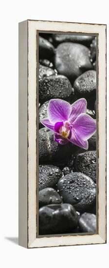 Orchid Blossom on Black Stones-Uwe Merkel-Framed Premier Image Canvas