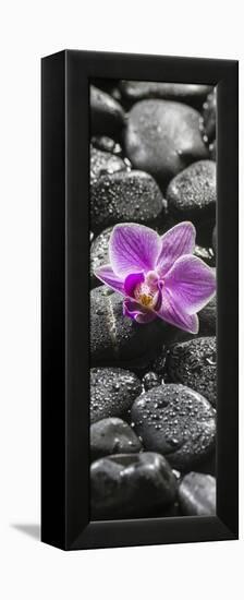 Orchid Blossom on Black Stones-Uwe Merkel-Framed Premier Image Canvas