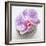 Orchid Blossom on Tower Made of Stones-Uwe Merkel-Framed Photographic Print