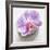 Orchid Blossom on Tower Made of Stones-Uwe Merkel-Framed Photographic Print